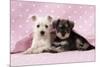 Miniature Schnauzer Puppies (6 Weeks Old)-null-Mounted Photographic Print