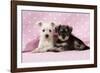 Miniature Schnauzer Puppies (6 Weeks Old)-null-Framed Photographic Print