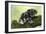 Miniature Schnauzer Puppies (6 Weeks Old)-null-Framed Photographic Print