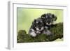 Miniature Schnauzer Puppies (6 Weeks Old)-null-Framed Photographic Print