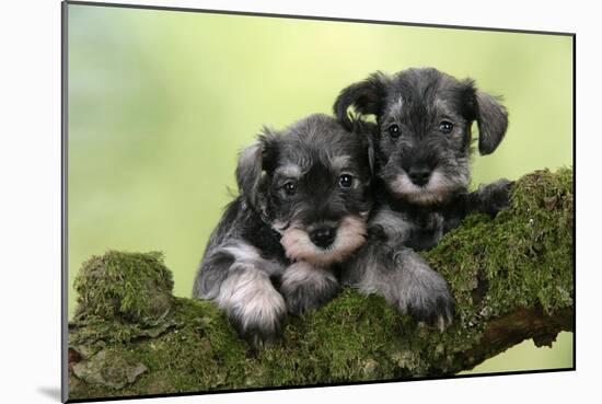 Miniature Schnauzer Puppies (6 Weeks Old)-null-Mounted Photographic Print