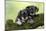 Miniature Schnauzer Puppies (6 Weeks Old)-null-Mounted Photographic Print