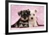 Miniature Schnauzer Puppies (6 Weeks Old)-null-Framed Photographic Print