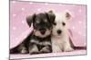 Miniature Schnauzer Puppies (6 Weeks Old)-null-Mounted Photographic Print