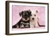 Miniature Schnauzer Puppies (6 Weeks Old)-null-Framed Photographic Print