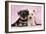 Miniature Schnauzer Puppies (6 Weeks Old)-null-Framed Photographic Print