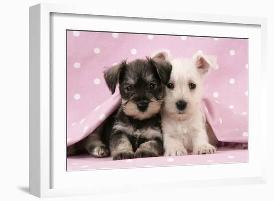 Miniature Schnauzer Puppies (6 Weeks Old)-null-Framed Photographic Print