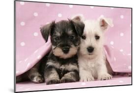 Miniature Schnauzer Puppies (6 Weeks Old)-null-Mounted Photographic Print