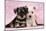 Miniature Schnauzer Puppies (6 Weeks Old)-null-Mounted Photographic Print