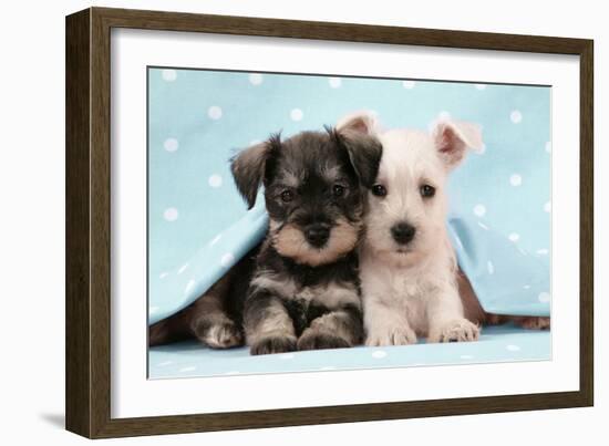 Miniature Schnauzer Puppies (6 Weeks Old)-null-Framed Photographic Print