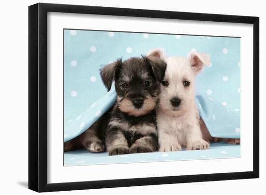 Miniature Schnauzer Puppies (6 Weeks Old)-null-Framed Photographic Print