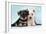 Miniature Schnauzer Puppies (6 Weeks Old)-null-Framed Photographic Print