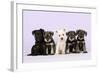 Miniature Schnauzer Puppies (6 Weeks Old)-null-Framed Photographic Print