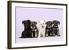 Miniature Schnauzer Puppies (6 Weeks Old)-null-Framed Photographic Print