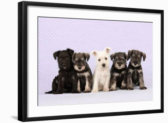 Miniature Schnauzer Puppies (6 Weeks Old)-null-Framed Photographic Print