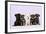 Miniature Schnauzer Puppies (6 Weeks Old)-null-Framed Photographic Print