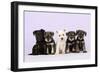 Miniature Schnauzer Puppies (6 Weeks Old)-null-Framed Photographic Print