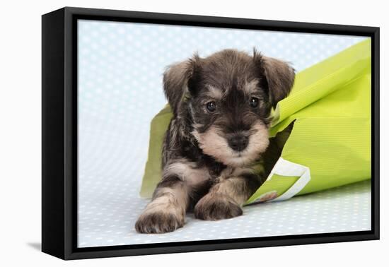 Miniature Schnauzer Puppy (6 Weeks Old) in Bag-null-Framed Stretched Canvas