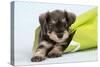 Miniature Schnauzer Puppy (6 Weeks Old) in Bag-null-Stretched Canvas