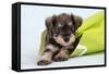 Miniature Schnauzer Puppy (6 Weeks Old) in Bag-null-Framed Stretched Canvas