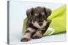 Miniature Schnauzer Puppy (6 Weeks Old) in Bag-null-Stretched Canvas