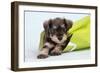 Miniature Schnauzer Puppy (6 Weeks Old) in Bag-null-Framed Premium Photographic Print