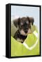 Miniature Schnauzer Puppy (6 Weeks Old) in Bag-null-Framed Stretched Canvas