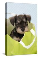 Miniature Schnauzer Puppy (6 Weeks Old) in Bag-null-Stretched Canvas