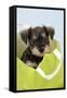 Miniature Schnauzer Puppy (6 Weeks Old) in Bag-null-Framed Stretched Canvas