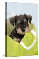 Miniature Schnauzer Puppy (6 Weeks Old) in Bag-null-Stretched Canvas