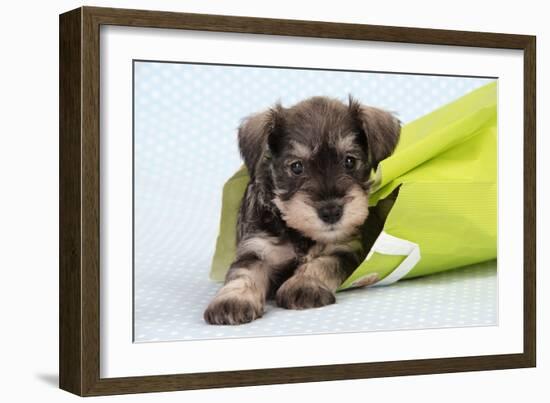 Miniature Schnauzer Puppy (6 Weeks Old) in Bag-null-Framed Photographic Print