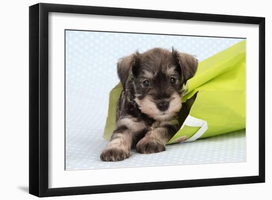 Miniature Schnauzer Puppy (6 Weeks Old) in Bag-null-Framed Photographic Print