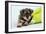 Miniature Schnauzer Puppy (6 Weeks Old) in Bag-null-Framed Photographic Print