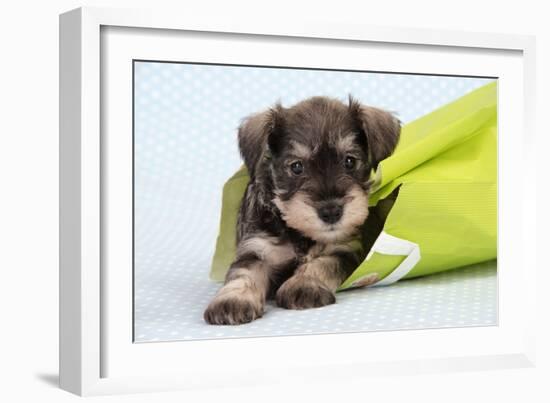 Miniature Schnauzer Puppy (6 Weeks Old) in Bag-null-Framed Photographic Print