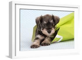 Miniature Schnauzer Puppy (6 Weeks Old) in Bag-null-Framed Photographic Print