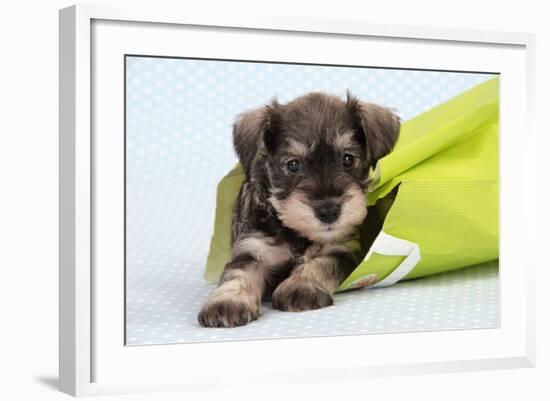 Miniature Schnauzer Puppy (6 Weeks Old) in Bag-null-Framed Photographic Print