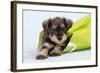 Miniature Schnauzer Puppy (6 Weeks Old) in Bag-null-Framed Photographic Print