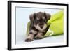 Miniature Schnauzer Puppy (6 Weeks Old) in Bag-null-Framed Photographic Print