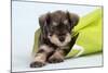 Miniature Schnauzer Puppy (6 Weeks Old) in Bag-null-Mounted Photographic Print