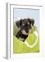 Miniature Schnauzer Puppy (6 Weeks Old) in Bag-null-Framed Photographic Print