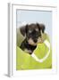 Miniature Schnauzer Puppy (6 Weeks Old) in Bag-null-Framed Photographic Print