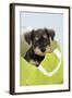 Miniature Schnauzer Puppy (6 Weeks Old) in Bag-null-Framed Photographic Print
