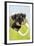 Miniature Schnauzer Puppy (6 Weeks Old) in Bag-null-Framed Photographic Print