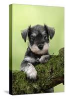 Miniature Schnauzer Puppy (6 Weeks Old) on a Mossy Log-null-Stretched Canvas