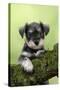 Miniature Schnauzer Puppy (6 Weeks Old) on a Mossy Log-null-Stretched Canvas