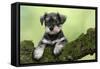 Miniature Schnauzer Puppy (6 Weeks Old) on a Mossy Log-null-Framed Stretched Canvas