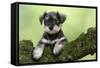 Miniature Schnauzer Puppy (6 Weeks Old) on a Mossy Log-null-Framed Stretched Canvas