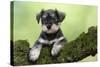 Miniature Schnauzer Puppy (6 Weeks Old) on a Mossy Log-null-Stretched Canvas