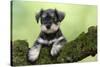 Miniature Schnauzer Puppy (6 Weeks Old) on a Mossy Log-null-Stretched Canvas