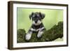 Miniature Schnauzer Puppy (6 Weeks Old) on a Mossy Log-null-Framed Premium Photographic Print